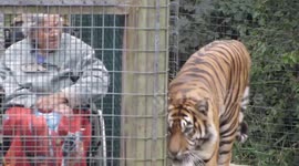 Tiger eyeing up an sweet old lady in a wheel chair at Thrigby -Meals on Wheels