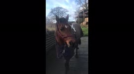 Cat riding on the back of a pony