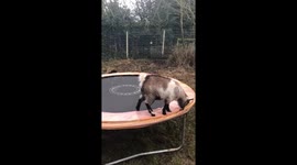 Baby goat has the time of his life bouncing around owner's trampoline