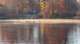 Geese resting in early morning fog on the November's Mill Pond in Newington Connecticut