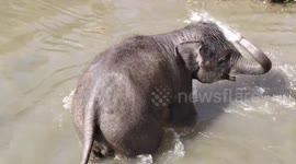 Tame elephant calf loves nothing more than going for a swim