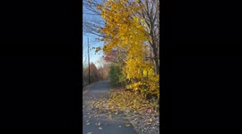 Yellow leaves fall off tree on a walking path during Autumn in Newington Connecticut