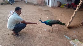 Shy peahen gets dinner gift in rural India