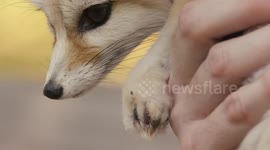 Find out fun facts about furry foxes