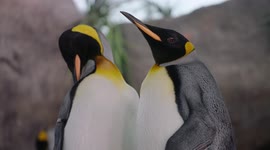 Zoo pharmacies are vital to keep these penguins around