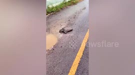 Kind woman helps injured snapping turtle ran over by heartless motorists and left to die in Thailand
