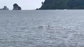 Tourists spot whale shark swimming off Thai coast
