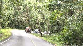 Drivers look on nervously as wild elephant blocks road in Thailand