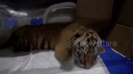Cute Siberian tiger cub born in China as country rings in Year of the Tiger