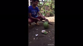Filipino Vs. American splitting a coconut to get the milk in Minalabac Philippines