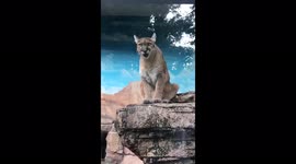 Blind bob cat showing some fangs at the zoo in Cebu to an enthusiastic audience