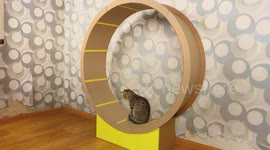 YouTuber shows how to make an exercise wheel for your cat from cardboard