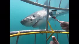 Great White Shark Checks Out Cage-Divers in Gansbaai, South Africa