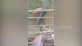 Rescue team catches huge 17ft-long king cobra that was 'looking for her dead mating partner'