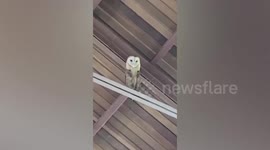 Gospel-loving owl bops along with church choir in the Dominican Republic