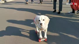 Adorably athletic dog cruises on skateboard
