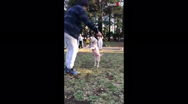 Adorable beagle entertains park visitors by jumping rope