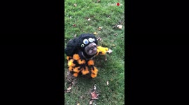 Dog in spider costume 'crawls up' to owner to get treats