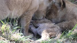Paw little cub! Young lion cub gets picked on by older cousins