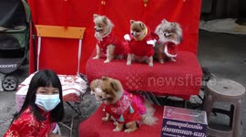 A Group of Pomeranian Dogs are Dressed up for Chinese New Year in Thailand