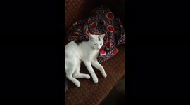 Cats lovers says that the love of a cat is the beginning of all happiness