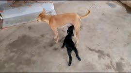 A dog in South India nurses a lamp that its mother can not able to lactate for the newborn