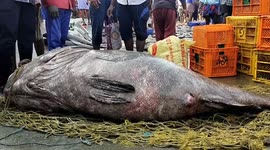 Fish for dinner? Indian fisherman snags near 1,000 pound rare grouper fish