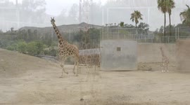 Watch as a Brand-New Baby Giraffe Takes His First Steps