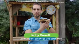 Predator vs Prey: How the Flat-Shelled Pancake Tortoise Slips Away