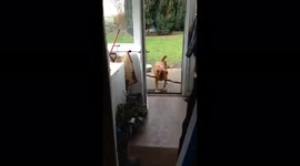 Big big with a big stick can’t get through the door so funny