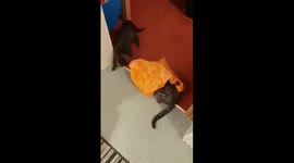 Two cats enjoying fighting over a plastic carrier bag so funny