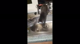 Two cats find water so interesting, what is it? Where does it come from ?