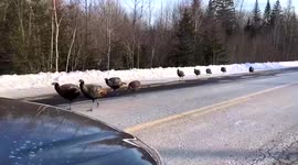 Aggressive wild turkeys strut along road in Canada