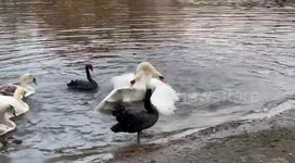 Swans of St James’s Park of London fight