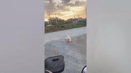 Angry goose chases motorcycle riders to protect its territory