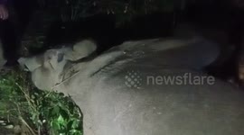 Injured elephant undergoing treatment dies in northeastern India