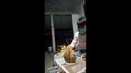 Vietnamese goldsmith plated fresh coconuts with gold to decorate the Lunar New Year in Vietnam