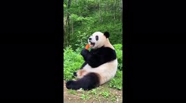 Eats shoots and carrots! Adorable giant panda chomps on root vegetable