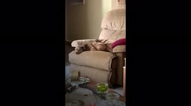 Rusty enjoys sweet puppy dreams!