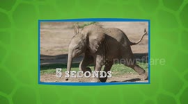 Fun animal quiz gives you 20 seconds to identify the creature