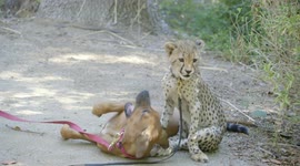 Cheetah and dog are best of friends