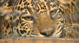 Footage Shows Jaguar Dragging Away Giant Feeding Bowl Like a Carcass