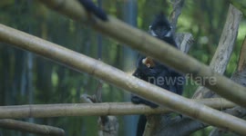 Orange-you glad you know why monkeys can be orange?