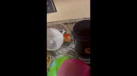 Crazy lovebird parrot makes screaming noises and jumps in the dishes