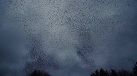Photographer captures sound of thousands-strong starling murmuration twisting through sky