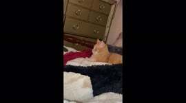 Silly orange kitty cat! My baby! I love him so much. Can’t wait to come home to him.