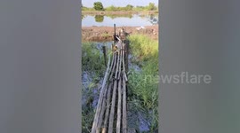 Pack of cute puppies try to cross wooden bridge