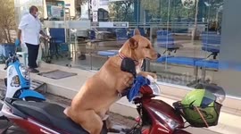 Loyal pet dog guards owner's motorcycle while he runs errands