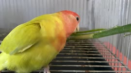 Pet Peach-Faced African Lovebird Preparing Her Nest for Incoming Babies