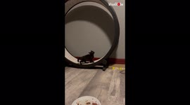 'Foster kitten runs on giant hamster wheel '